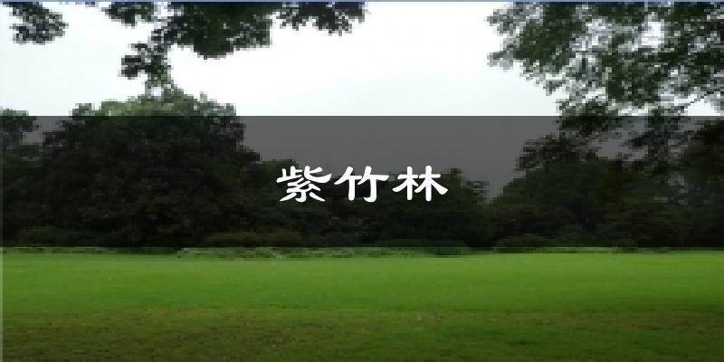 紫竹林天气预报十五天